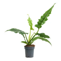 Philodendron Selloum Narrow - Tiger Tooth -Indoor Plant Store Philodendron selloum Narrow Tiger Tooth 14x30cm