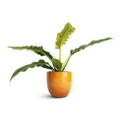 Jolin Plant Pot - Ochre -Indoor Plant Store Philodendron selloum Narrow Tiger Tooth 14x30cm Jolin Plant Pot Ochre 16x14cm 9fb288a6 e3cc 4a1c 995c 51c82f14c94e