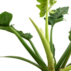 Philodendron Selloum Narrow - Tiger Tooth -Indoor Plant Store Philodendron selloum Narrow Tiger Tooth SWATCH 3