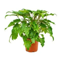 Philodendron Winterbourn - Xanadu Philodendron 11 Philodendron Winterbourn - Xanadu Philodendron -Indoor Plant Store Philodendron xanadu 19x55cm