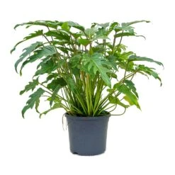 Philodendron Winterbourn - Xanadu Philodendron 14 Philodendron Winterbourn - Xanadu Philodendron -Indoor Plant Store Philodendron xanadu 31x80cm