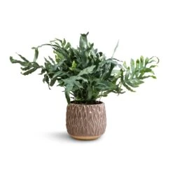 Arles Leaf Plant Pot - Mocha -Indoor Plant Store Phlebodium Blue Star Blue Star Fern 17x50cm Arles Leaf Plant Pot Mocha 20x20cm