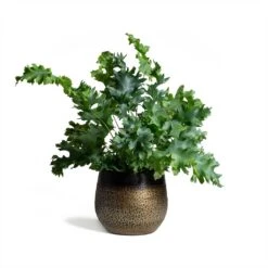 Mya Plant Pot - Deep Champagne -Indoor Plant Store Phlebodium Blue Star Blue Star Fern 17x50cm Mya Plant Pot Deep Champagne 15x13cm ee87431e b6fa 491e 99d9 a6520f6cfc7c