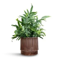 Phlebodium Blue Star - Blue Star Fern -Indoor Plant Store Phlebodium Blue Star Blue Star Fern 21x50cm Nella Plant Pot Coffee 21x19cm