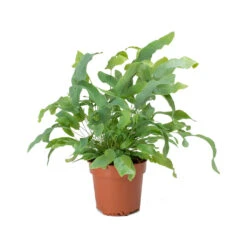 Phlebodium Blue Star - Blue Star Fern -Indoor Plant Store Phlebodium Blue Star Blue Star Fern