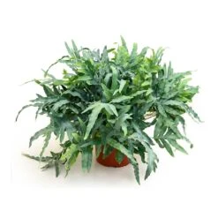 Phlebodium Blue Star - Blue Star Fern -Indoor Plant Store Phlebodium Blue Star Blue Star Fern 26x60 cm