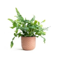 Phlebodium Blue Star - Blue Star Fern -Indoor Plant Store Phlebodium Blue Star Blue Star Fern Bolino Plant Pot Pale Rose 5a391960 e65a 4ff0 9a93 c61b0923c236