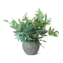 Phlebodium Blue Star - Blue Star Fern -Indoor Plant Store Phlebodium Blue Star Blue Star Fern Fay Plant Pot