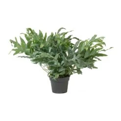 Phlebodium Blue Star - Blue Star Fern -Indoor Plant Store Phlebodium Blue Star Blue Star Fern Large