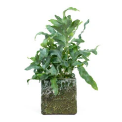 Lava Cube Relic Planter - Jade 25 Lava Cube Relic Planter - Jade -Indoor Plant Store Phlebodium Blue Star Blue Star Fern Lava Cube Relic Planter Jade