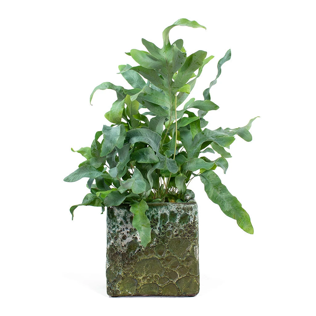 Lava Cube Relic Planter - Jade 12 Lava Cube Relic Planter - Jade - Image 12