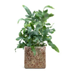 Phlebodium Blue Star - Blue Star Fern -Indoor Plant Store Phlebodium Blue Star Blue Star Fern Lava Cube Relic Planter Pink f04b2b74 0863 4135 904f dfab14310c64