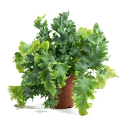 Phlebodium Davana - Blue Star Fern 27 Phlebodium Davana - Blue Star Fern -Indoor Plant Store Phlebodium davana Blue Star Fern 12cm ddaf9484 a45b 4414 8fcc 275e778050df