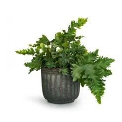 Phlebodium Davana - Blue Star Fern 21 Phlebodium Davana - Blue Star Fern -Indoor Plant Store Phlebodium davana Blue Star Fern 12x25cm Duncan Plant Pot Blue Gold 17x16cm 23fc29e3 c994 4c20 8cff c18b9c13865c
