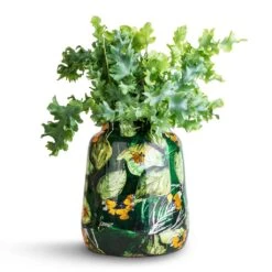 Phlebodium Davana - Blue Star Fern 19 Phlebodium Davana - Blue Star Fern -Indoor Plant Store Phlebodium davana Blue Star Fern 12x25cm Lammie Planter Bee Green 21x24cm