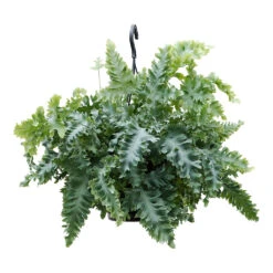 Phlebodium Davana - Blue Star Fern 20 Phlebodium Davana - Blue Star Fern -Indoor Plant Store Phlebodium davana Blue Star Fern 20cm
