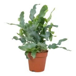 Phlebodium Blue Star - Blue Star Fern -Indoor Plant Store Phlembodium Blue Star Blue Star Fern 12x30cm