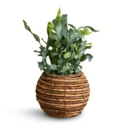 Phlebodium Blue Star - Blue Star Fern -Indoor Plant Store Phlembodium Blue Star Blue Star Fern 12x30cm Lida Plant Basket Natural 21x17cm