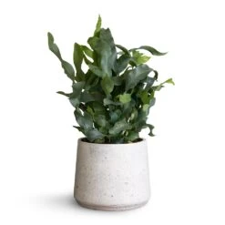 Phlebodium Blue Star - Blue Star Fern -Indoor Plant Store Phlembodium Blue Star Blue Star Fern 12x30cm Patt Plant Pot White Washed 16x14cm