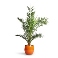 Charlotte Plant Pot - Orange 25 Charlotte Plant Pot - Orange -Indoor Plant Store Phoenix Canariensis Canary Island Date Palm 21x130cm Charlotte Plant Pot Orange 29x25cm 5949e52b a23d 47b5 bc4d 36092620ae12