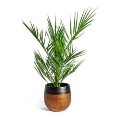 Mya Plant Pot - Shiny Mocha -Indoor Plant Store Phoenix canariensis Canary Island Date Palm Mya Plant Pot Shiny Mocha 22cm 94a3fb20 a36a 4916 b2ba 7a71a2f330e2