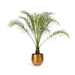 Phoenix Roebelenii - Pygmy Date Palm