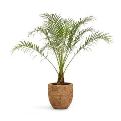 Cody Plant Pot - Straw Grass -Indoor Plant Store Phoenix roebelenii Pygmy Date Palm 17x50cm Cody Plant Pot Straw Grass 27x26cm 425c9fa2 386a 4cad bf97 eb9815a36266