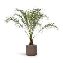 Phoenix Roebelenii - Pygmy Date Palm -Indoor Plant Store Phoenix roebelenii Pygmy Date Palm 17x50cm Patt Plant Pot Ash Brown 23x20cm
