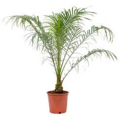 Phoenix Roebelenii - Pygmy Date Palm -Indoor Plant Store Phoenix roebelenii Pygmy Date Palm