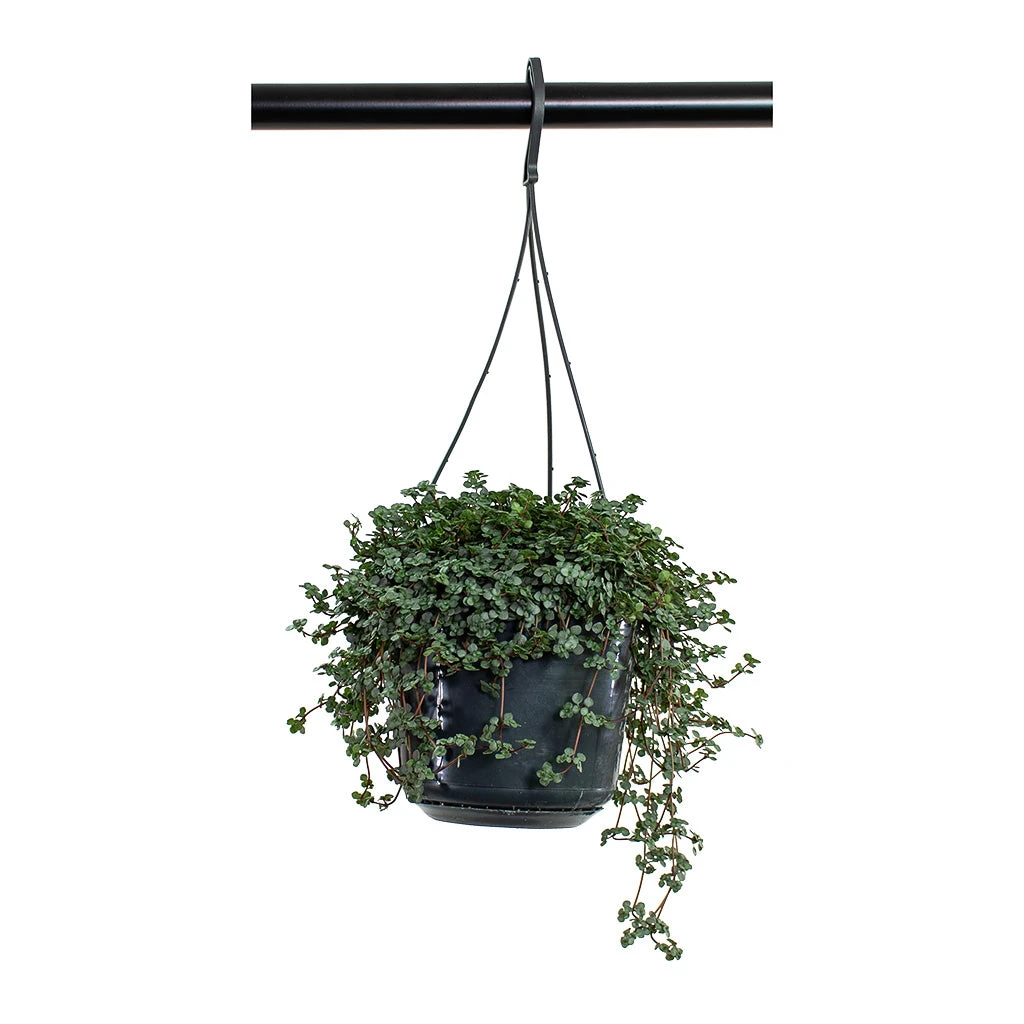 Pilea Glaucophylla Greyzy - Silver Sparkles 7 Pilea Glaucophylla Greyzy - Silver Sparkles - Image 7