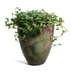 Pilea Glaucophylla Greyzy - Silver Sparkles 18 Pilea Glaucophylla Greyzy - Silver Sparkles -Indoor Plant Store Pilea glaucophylla Greyzy Silver Sparkles Livin Beauty Flowerpot Mystic Storm