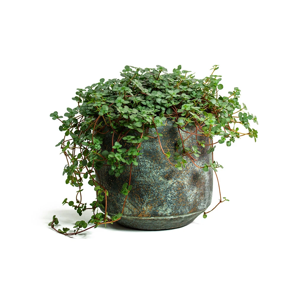 Pilea Glaucophylla Greyzy - Silver Sparkles 8 Pilea Glaucophylla Greyzy - Silver Sparkles - Image 8