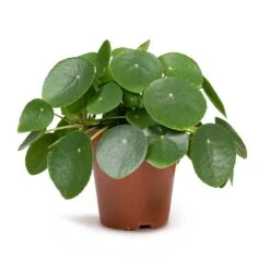 Pilea Peperomioides - Chinese Money Plant 24 Pilea Peperomioides - Chinese Money Plant -Indoor Plant Store Pilea peperomioides Chinese Money Plant 12x20cm