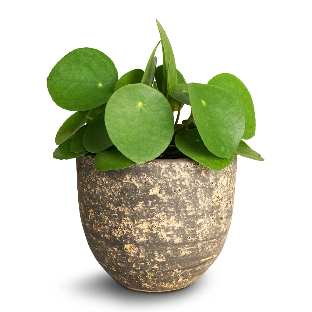 Pilea Peperomioides - Chinese Money Plant 15 Pilea Peperomioides - Chinese Money Plant - Image 15