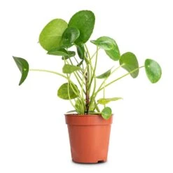 Pilea Peperomioides - Chinese Money Plant 21 Pilea Peperomioides - Chinese Money Plant -Indoor Plant Store Pilea peperomioides Chinese Money Plant 13x25cm