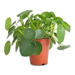 Pilea Peperomioides - Chinese Money Plant 29 Pilea Peperomioides - Chinese Money Plant -Indoor Plant Store Pilea peperomioides Chinese Money Plant 15x25cm