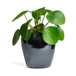 Pilea Peperomioides - Chinese Money Plant 26 Pilea Peperomioides - Chinese Money Plant -Indoor Plant Store Pilea peperomioides Chinese Money Plant 15x25cm Amora Plant Pot Anthracite Mirror 21x21cm 337cb125 61f5 41d7 8138 49d609642e9f