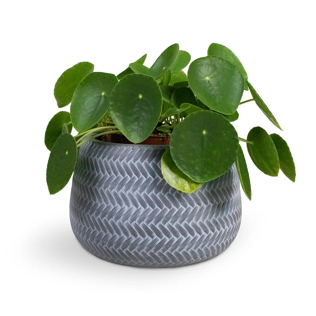 Angle Darcy Plant Pot - Grey 3 Angle Darcy Plant Pot - Grey - Image 3