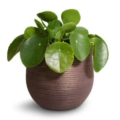 Pilea Peperomioides - Chinese Money Plant 20 Pilea Peperomioides - Chinese Money Plant -Indoor Plant Store Pilea peperomioides Chinese Money Plant 15x25cm Lydia Plant Pot Shiny Purple 18x16cm 2 ecbfd283 1ac5 46bb 8ff8 eac7e700c0f2
