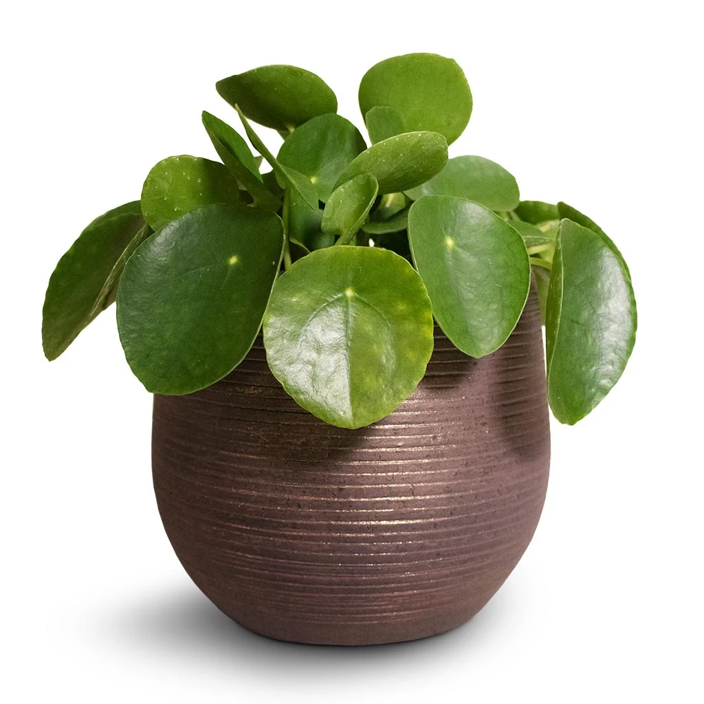Pilea Peperomioides - Chinese Money Plant 4 Pilea Peperomioides - Chinese Money Plant - Image 4