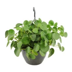 Pilea Peperomioides - Chinese Money Plant 32 Pilea Peperomioides - Chinese Money Plant -Indoor Plant Store Pilea peperomioides Chinese Money Plant 27x40cm