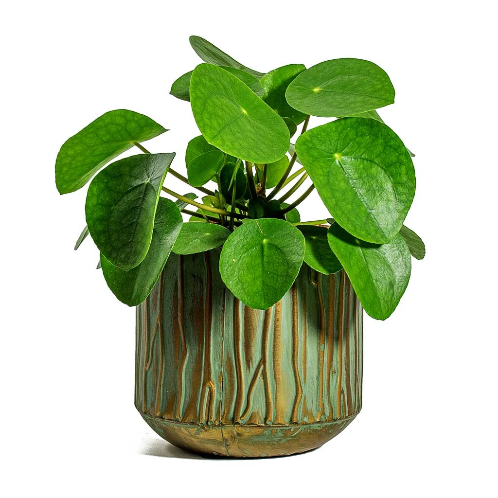 Pilea Peperomioides - Chinese Money Plant 11 Pilea Peperomioides - Chinese Money Plant - Image 11