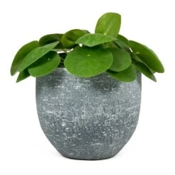 Pilea Peperomioides - Chinese Money Plant 25 Pilea Peperomioides - Chinese Money Plant -Indoor Plant Store Pilea peperomioides Chinese Money Plant Karlijn Plant Pot Anthracite 54639b3d c8be 47df 9d9b 12385c46e994