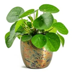 Pilea Peperomioides - Chinese Money Plant 23 Pilea Peperomioides - Chinese Money Plant -Indoor Plant Store Pilea peperomioides Chinese Money Plant Kian Metal Plant Pots Set of 3 Sky Burn