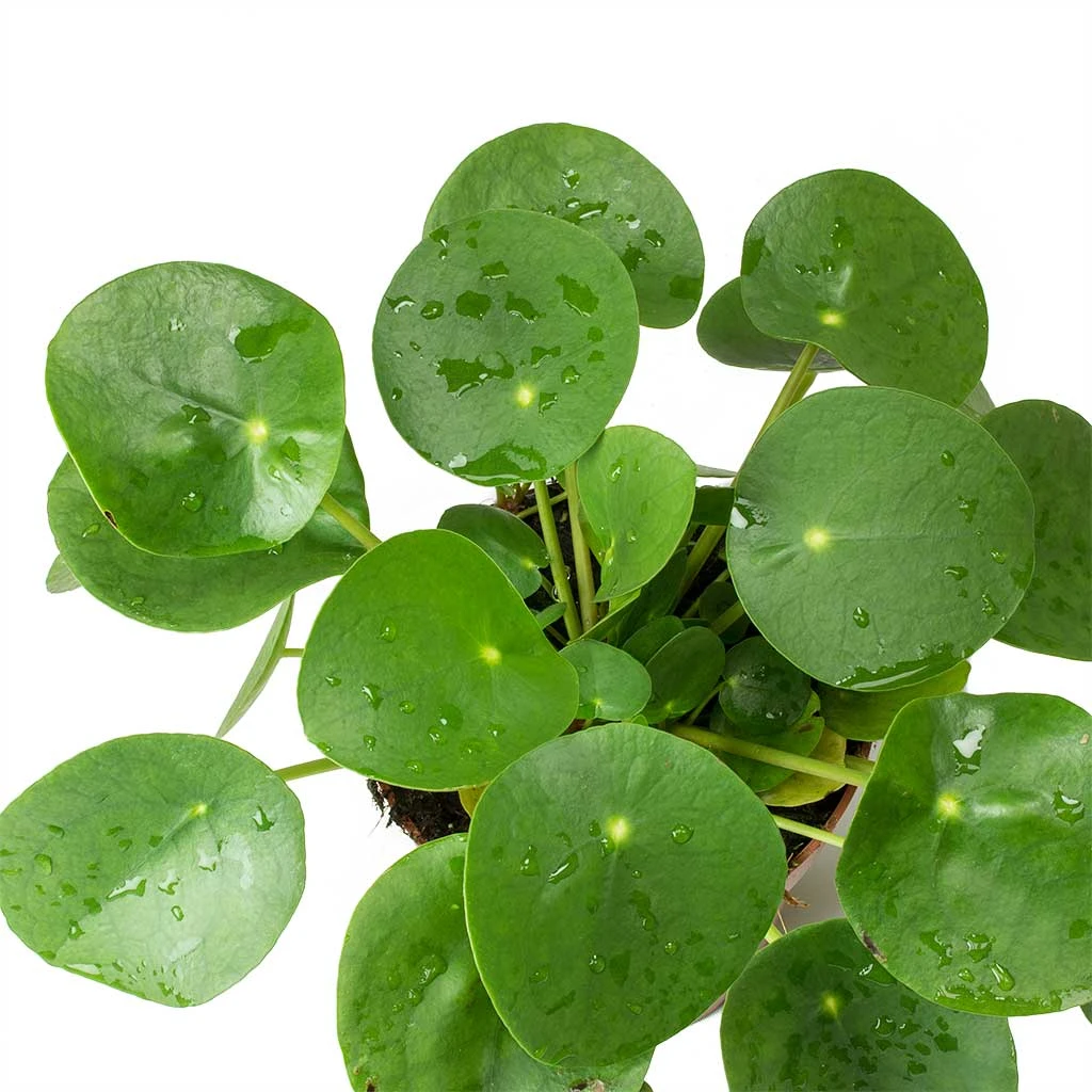 Pilea Peperomioides - Chinese Money Plant 3 Pilea Peperomioides - Chinese Money Plant - Image 3