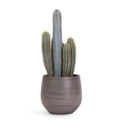 Esra Plant Pot - Mystic Grey -Indoor Plant Store Pilocereus pachycladus Blue Column Cactus 17x30cm Esra Plant Pot Mystic Grey 22x20cm 04cd9e22 0a4c 4cf6 82ba ff5b5eb9ae30