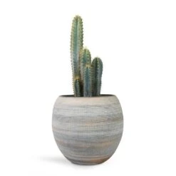 Dex Plant Pot - Earth -Indoor Plant Store Pilocereus pachycladus azureus Blue Columnar Cactus 17x30cm Dex Plant Pot Earth 28x25cm 729bd6d1 11e1 417a aa09 f65b5a59fda0