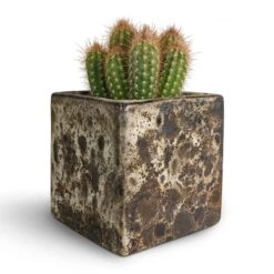 Lava Cube Relic Planter - Black -Indoor Plant Store Pilosocereus gounellei Xique Xique Cactus 10.5x15cm Lava Cube Relic Planter Black 16x16x16cm be595036 bbab 4305 9fc9 ce8ff94ec716