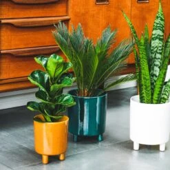 Pisa Plant Pot - Mustard 14 Pisa Plant Pot - Mustard -Indoor Plant Store Pisa Plant Pot Mustard 16 x 19cm