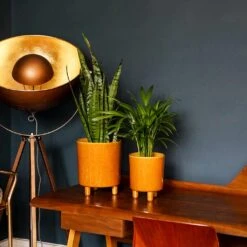 Pisa Plant Pot - Mustard 11 Pisa Plant Pot - Mustard -Indoor Plant Store Pisa Plant Pot Mustard 20 x 24cm